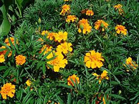 Tagetes - Tagetes minuta