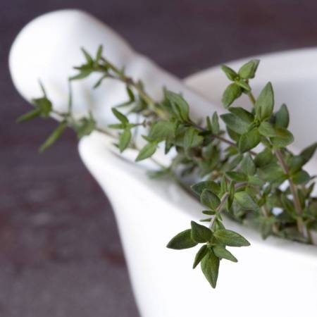 Thyme - Thymus vulgaris ct thymol