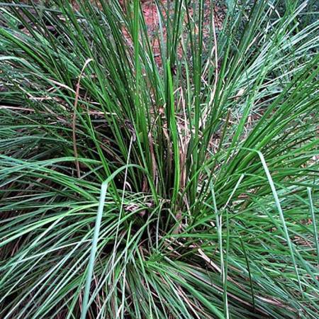 Vetiver - Vetiveria zizanioides