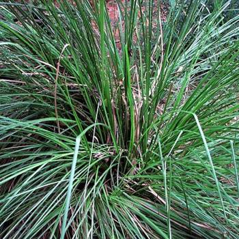 Vetiver - Vetiveria zizanioides