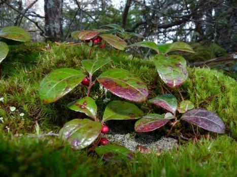 Wintergreen - Gaultheria procumbens