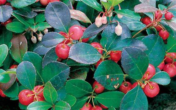 Wintergreen - Gaultheria procumbens