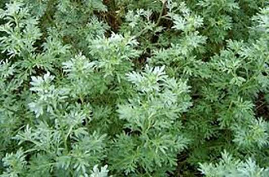Wormwood - Artemisia absinthium