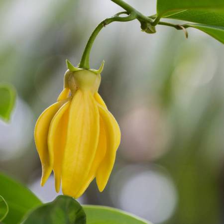 Ylang Ylang Extra - Cananga odorata