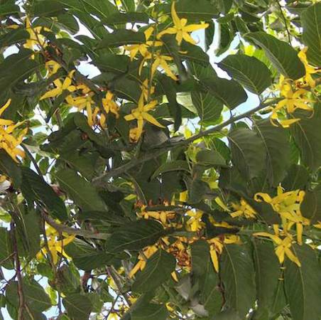 Ylang Ylang I - Cananga odorata