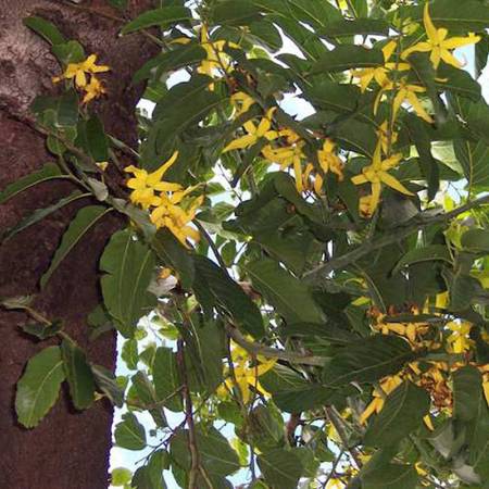Ylang Ylang III - Cananga odorata