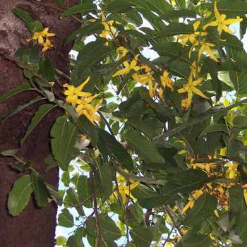 Ylang Ylang III - Cananga odorata