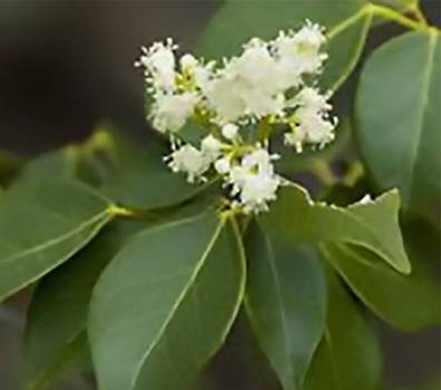 Amyris (Amyris balsamifera)
