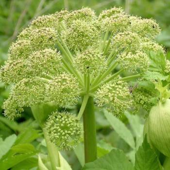 Angelica Root (Angelica archangelica)