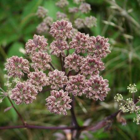 Angelica seed (Angelica archangelica)