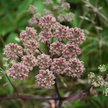 Angelica seed (Angelica archangelica)