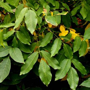 Balsam Peru  (Myroxylon balsamum)