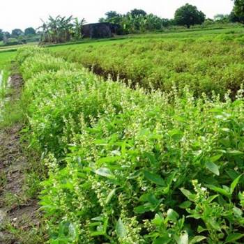 Basil sweet 	(Ociumum basilicum)