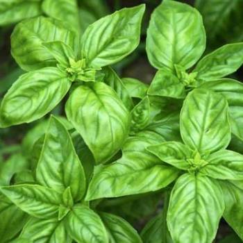 Basil sweet 	(Ociumum basilicum)