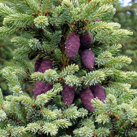 Spruce Black - Picea mariana