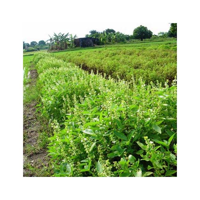 Basil Lemon from Kelley Pure Essential Oils