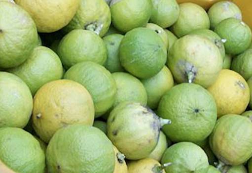 Bergamot bergaptene free (Citrus bergamia)