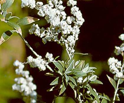 Camphor White - Cinnamomum camphora
