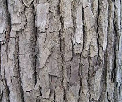 Camphor White - Cinnamomum camphora