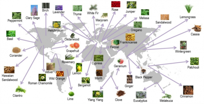 Essential Oil locations around the world