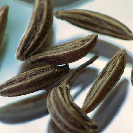 Caraway - Carum carvi