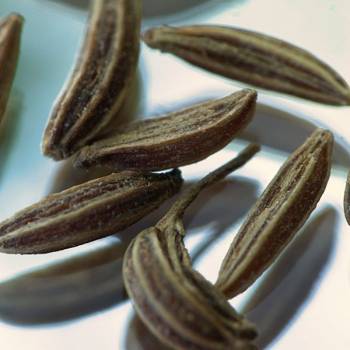 Caraway - Carum carvi