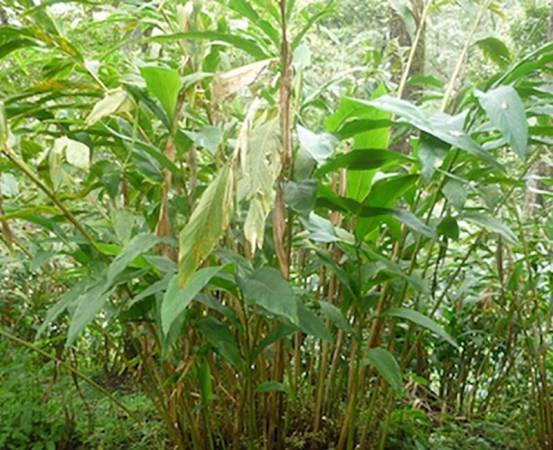 Cardamon - Elettaria cardamomum