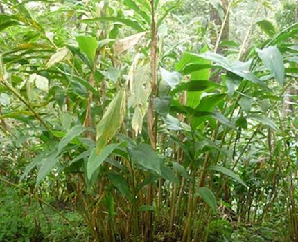 Cardamon - Elettaria cardamomum