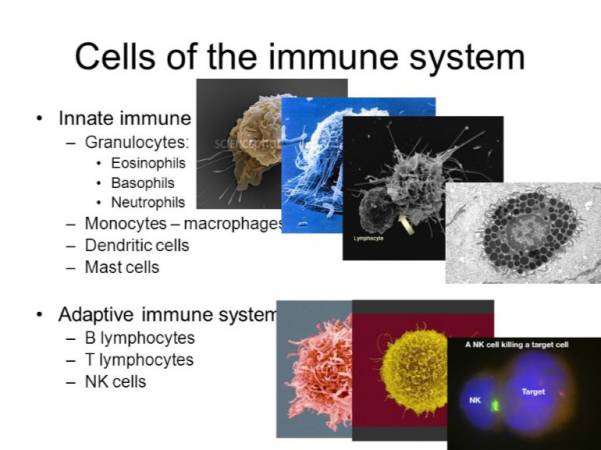 Cells of the Immune System