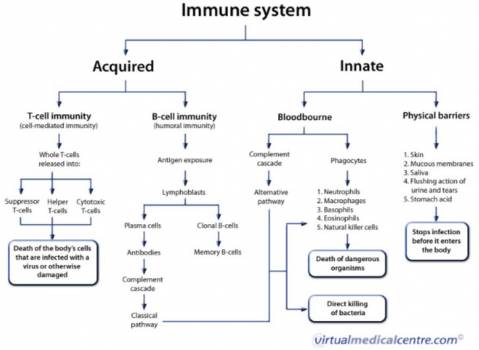 Immune system overview