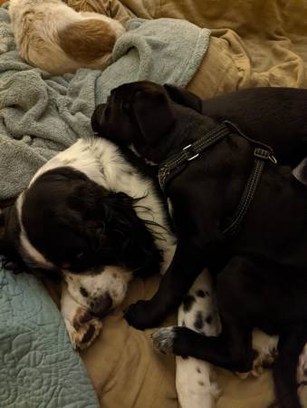 Essential Oils and our Furry Friends