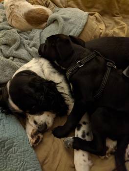 Essential Oils and our Furry Friends