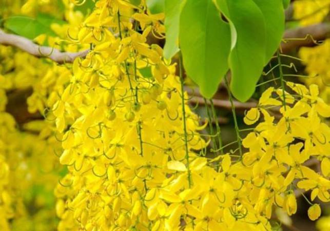 Cassia  - Cinnamomum cassia