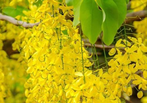Cassia  - Cinnamomum cassia