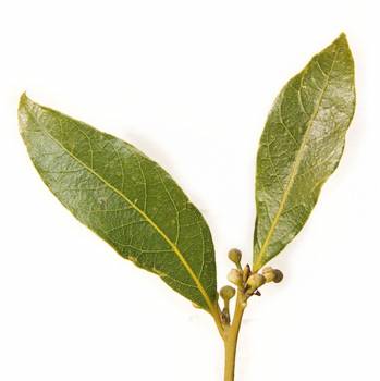 Bay (Pimenta racemosa)