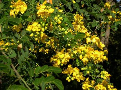 Cassia  - Cinnamomum cassia