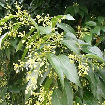 Cassia  - Cinnamomum cassia