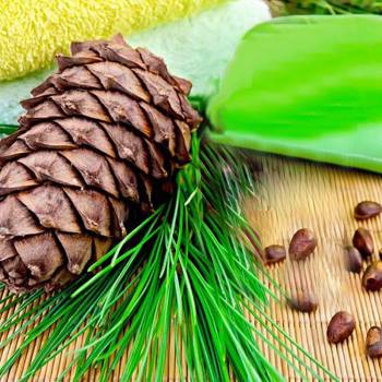 Cedarwood, Atlas - Cedrus atlantica