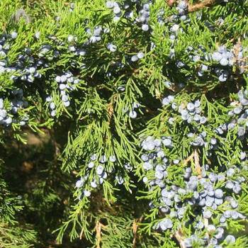 Cedarwood, Virginia - Juniperous virginiana