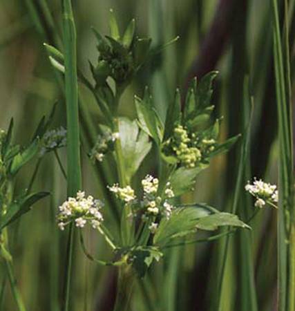 Celery Seed - Apium graveolens