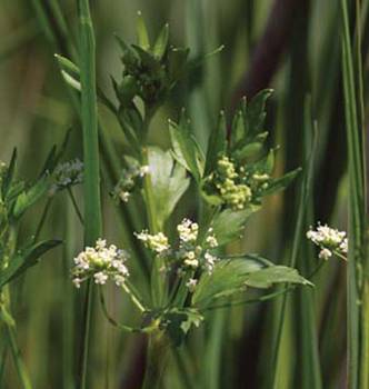 Celery Seed - Apium graveolens