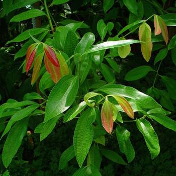 Cinnamon Leaf - Cinnamomum zeylanicum