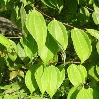 Cinnamon Leaf - Cinnamomum zeylanicum