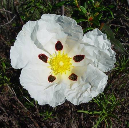 Cistus - Cistus landanifer
