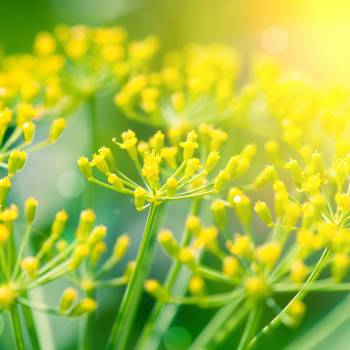 Fennel sweet - Foeniculum vulgare