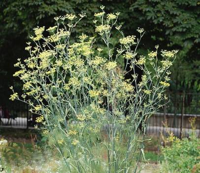 Fennel sweet - Foeniculum vulgare