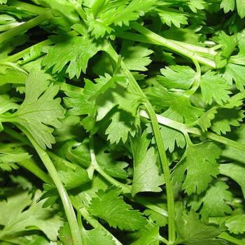 Coriander Seed - Coriandrum sativum