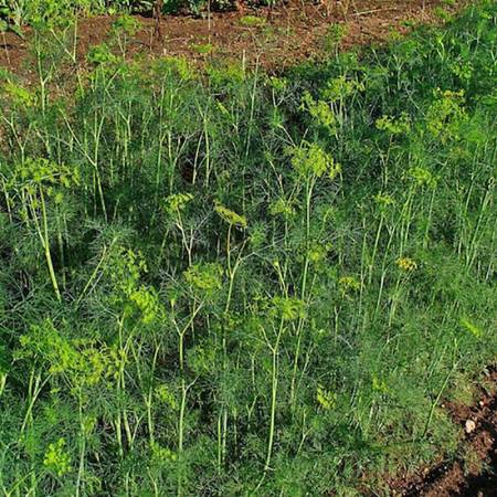 Dillseed - Anethum graveolens