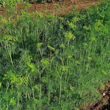 Dillseed - Anethum graveolens