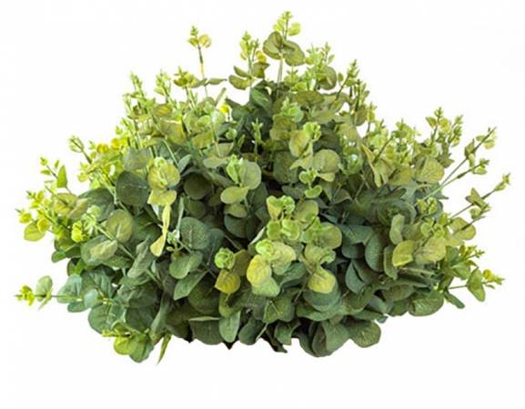 Eucalyptus Globulus - Eucalyptus globulus